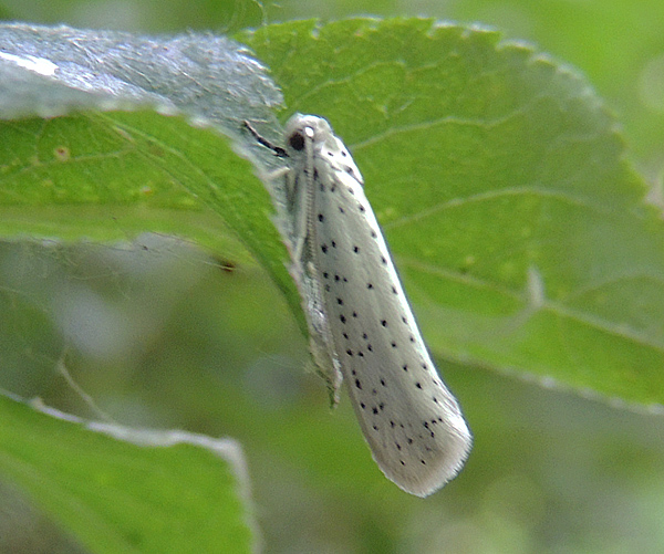 Yponomeuta cagnagella Yponomeutidae